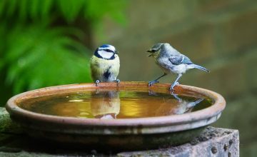 סיפורי קורונה 1